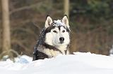 SIBERIAN HUSKY 197